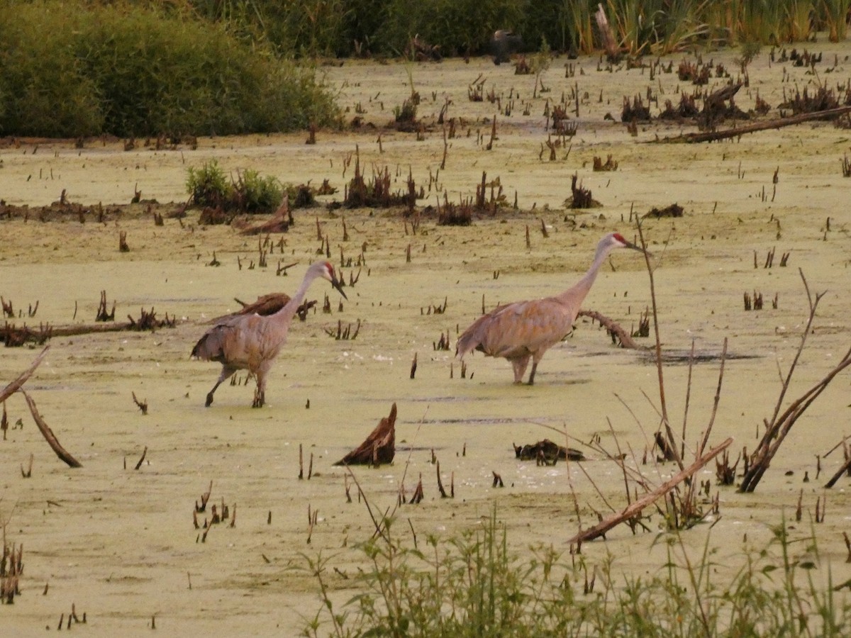 Sandhill Crane - ML640694545