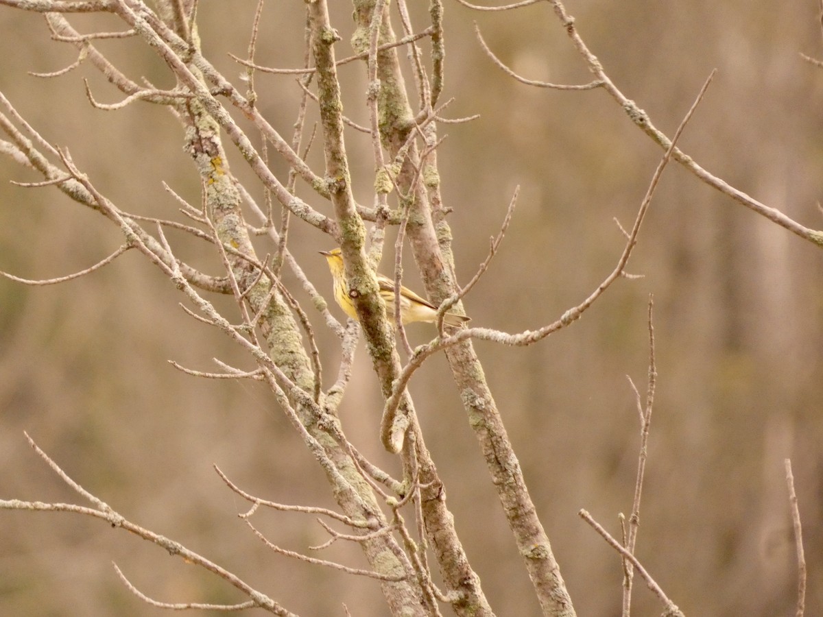 Cape May Warbler - ML640694592