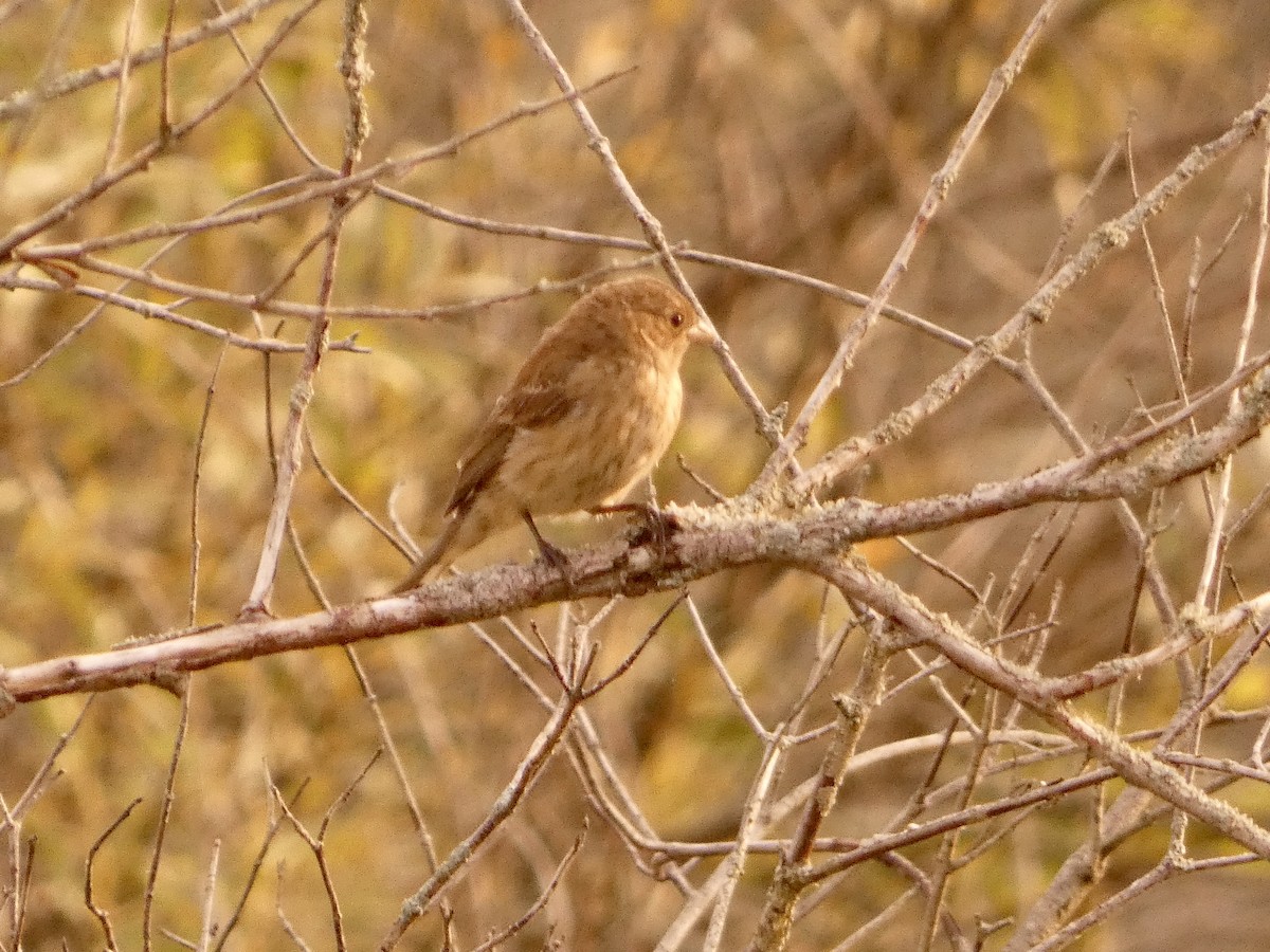 Indigo Bunting - ML640694601