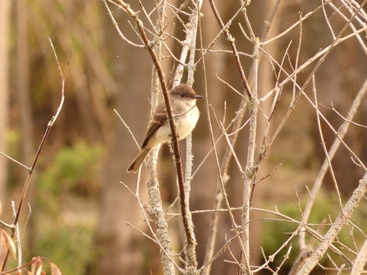 Eastern Phoebe - ML640694621