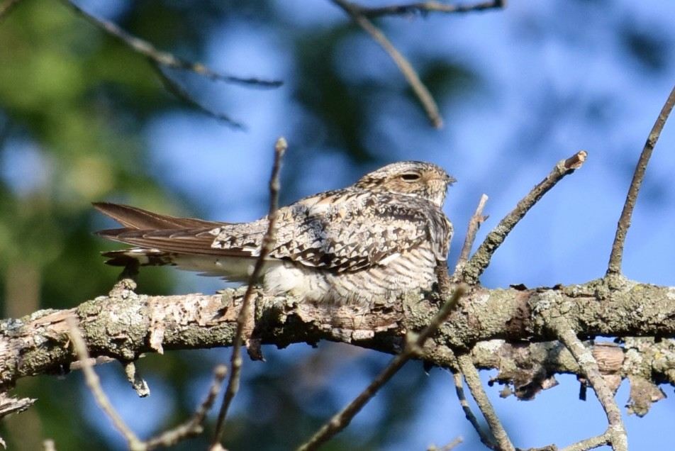 Common Nighthawk - ML640694632