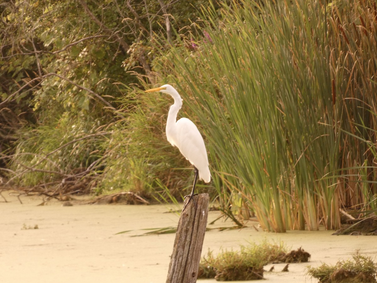 Great Egret - ML640694634
