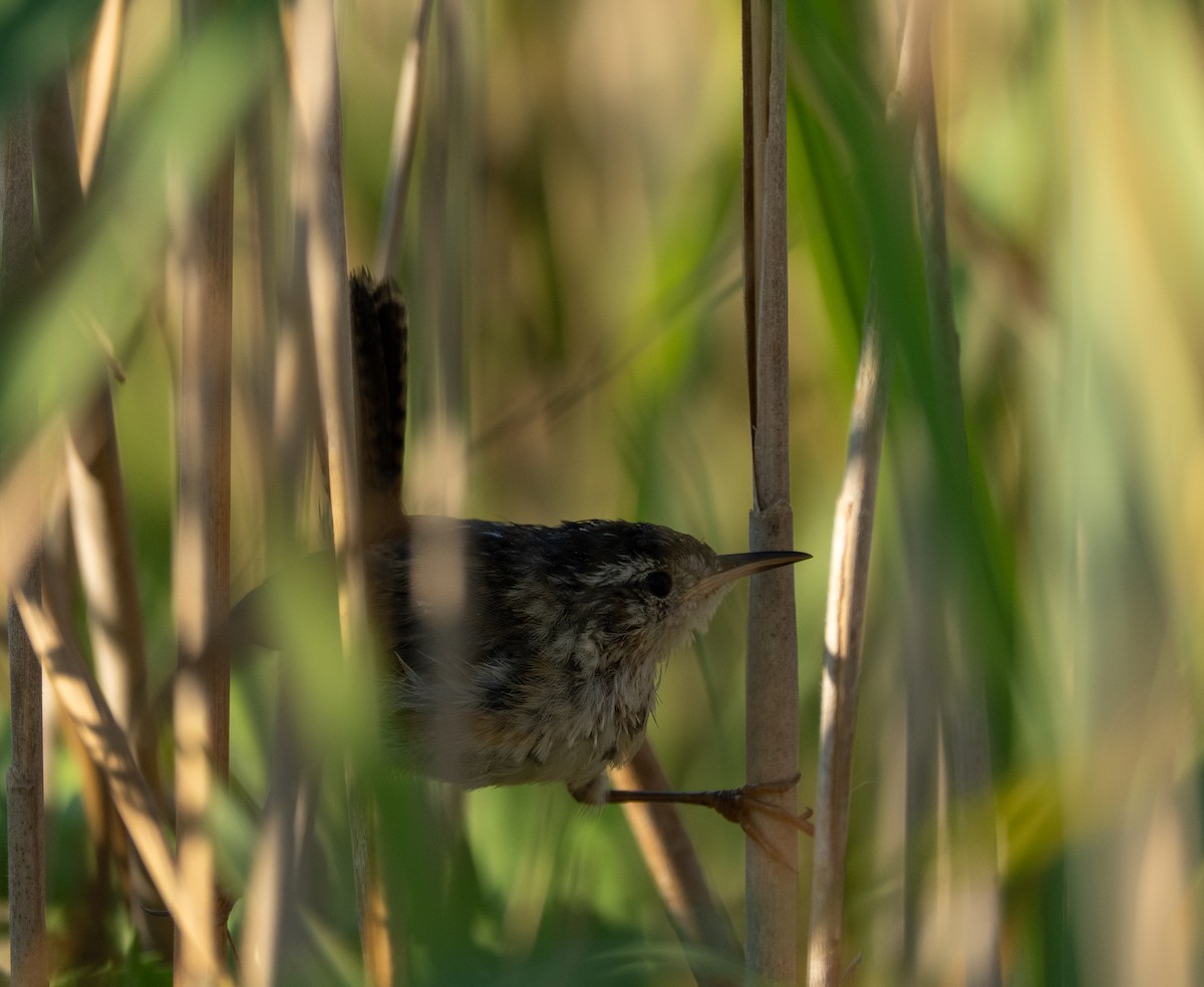 Marsh Wren (palustris Group) - ML640694642