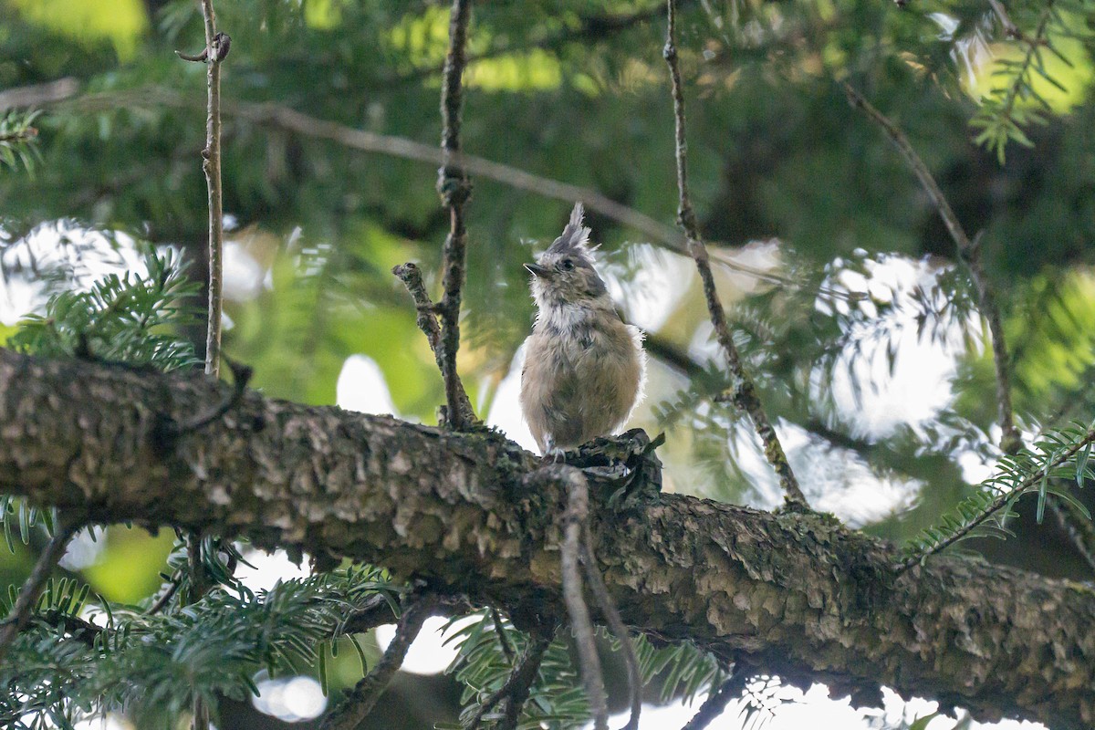 Gray-crested Tit - ML640694665