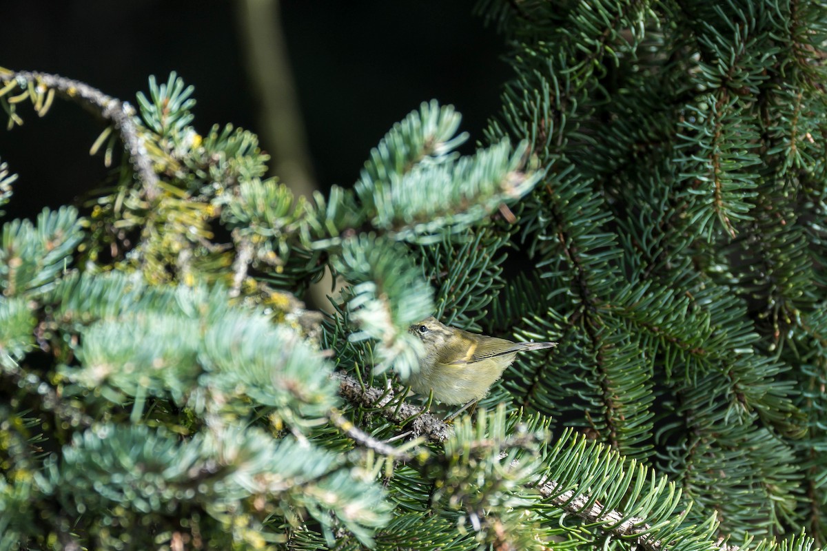 Buff-barred Warbler - ML640694668