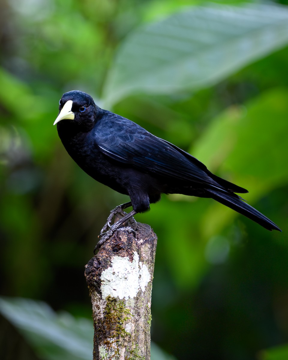 Red-rumped Cacique - ML640694688