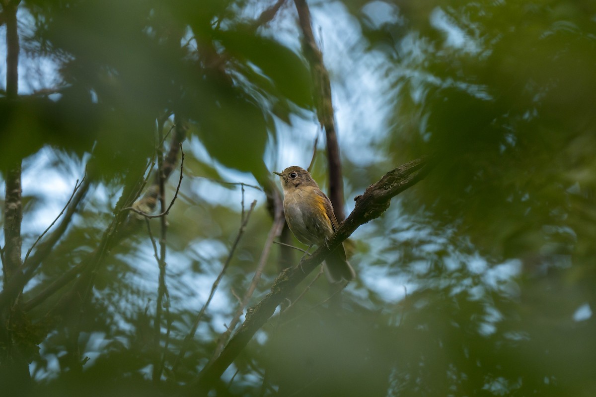 Robin de l'Himalaya - ML640694734