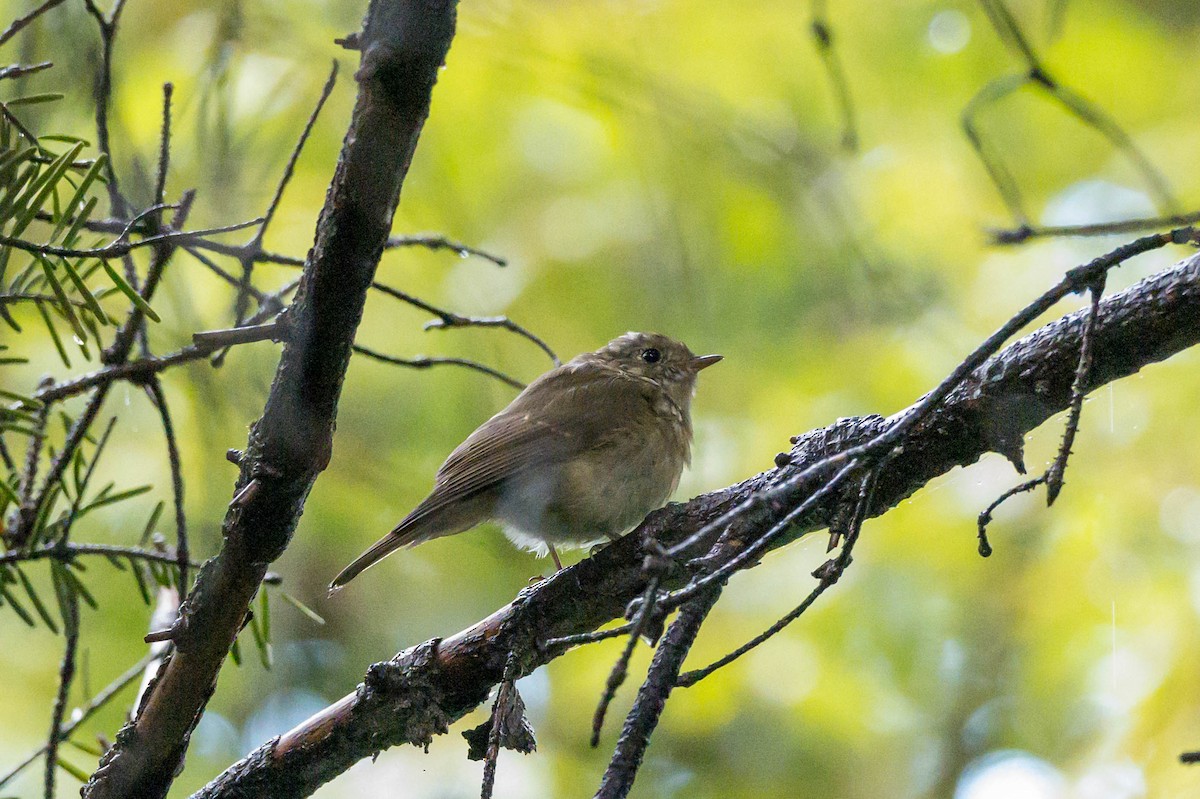 Slaty-backed Flycatcher - ML640694755