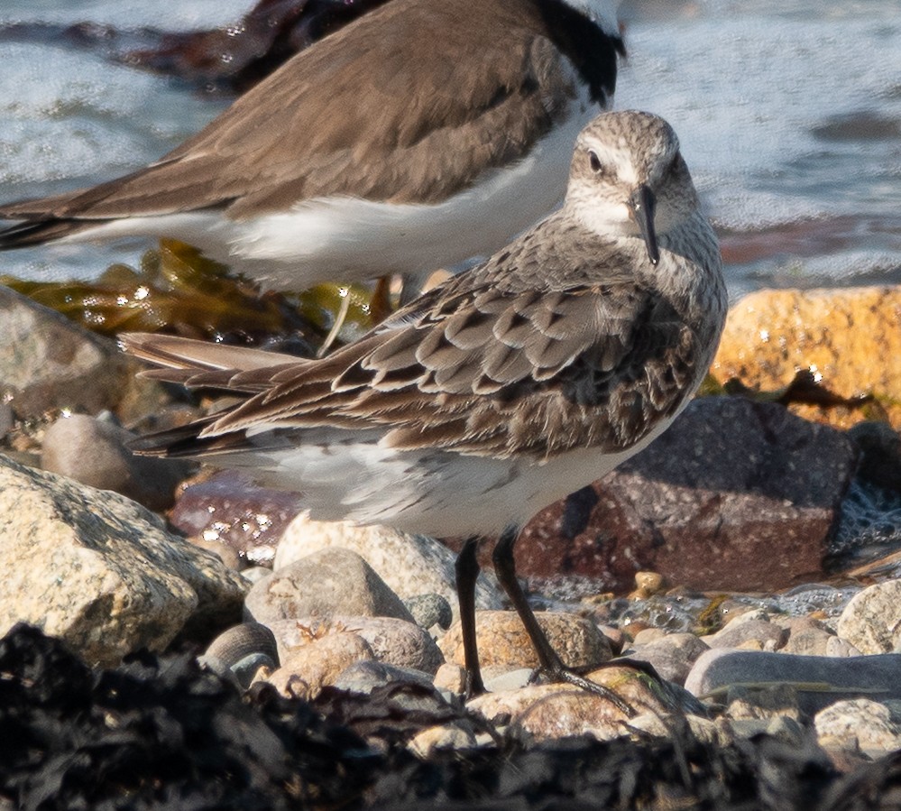White-rumped Sandpiper - ML640694769