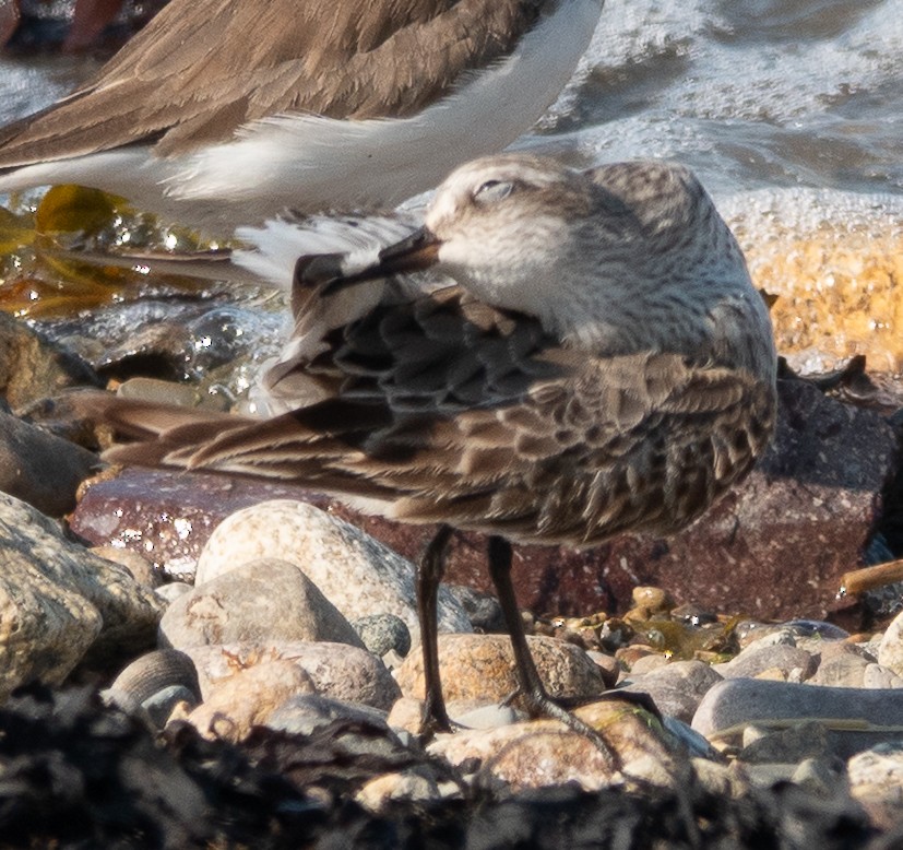 White-rumped Sandpiper - ML640694770