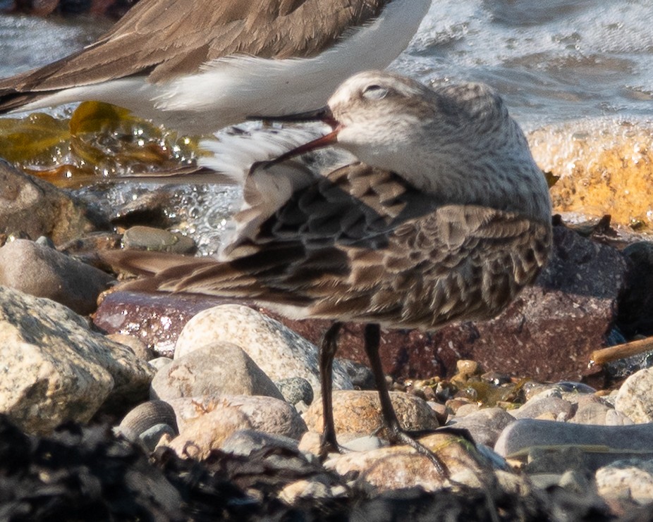 White-rumped Sandpiper - ML640694771