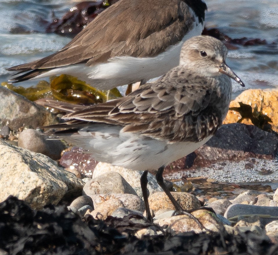 White-rumped Sandpiper - ML640694772