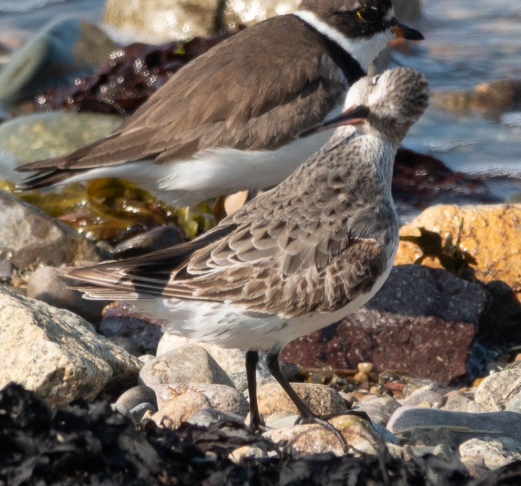 White-rumped Sandpiper - ML640694773