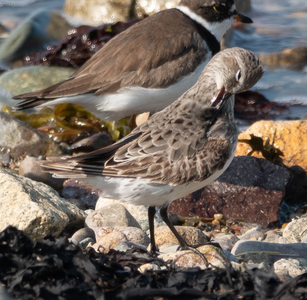 White-rumped Sandpiper - ML640694774