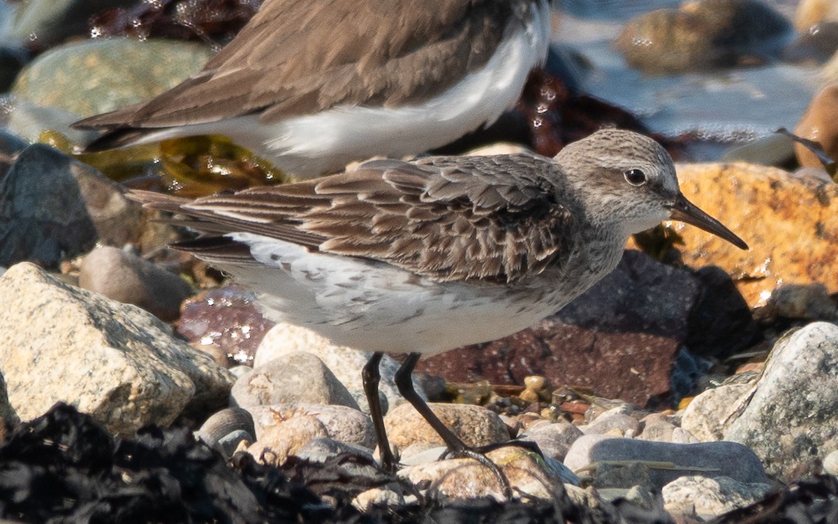 White-rumped Sandpiper - ML640694775