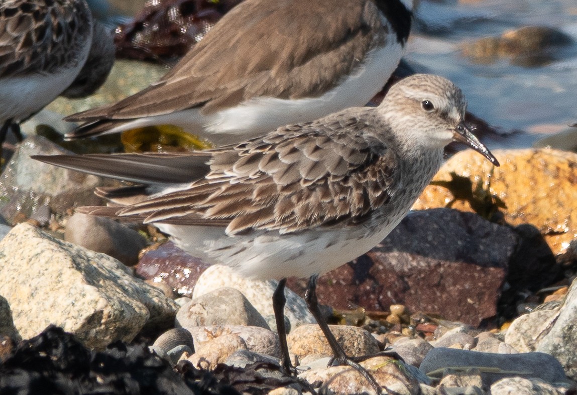 White-rumped Sandpiper - ML640694776