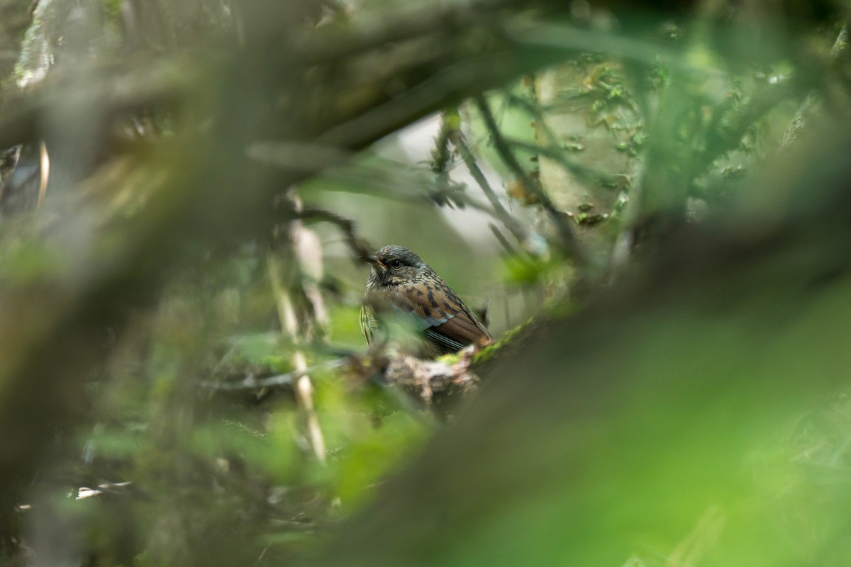 Maroon-backed Accentor - ML640694778