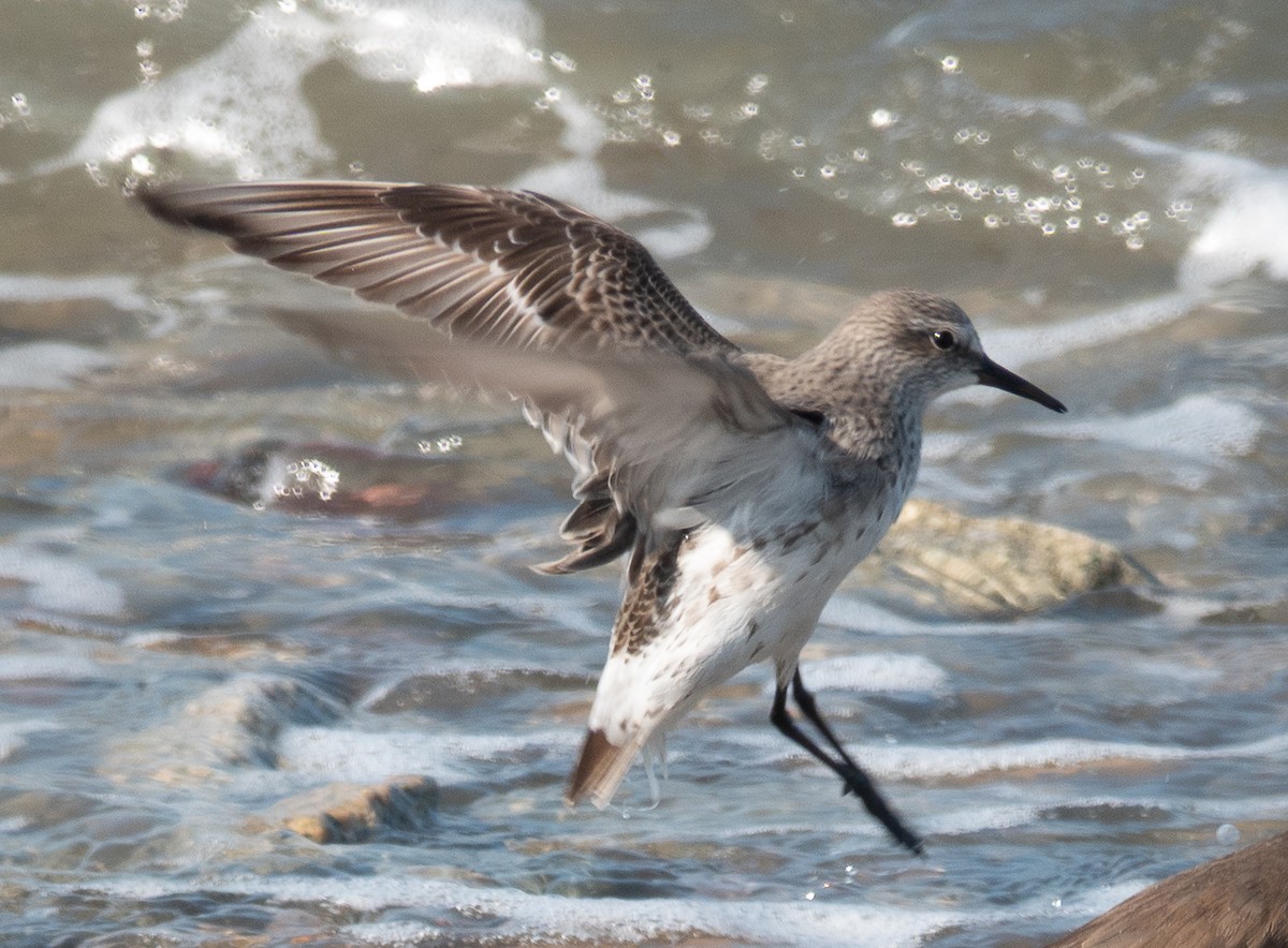 White-rumped Sandpiper - ML640694790