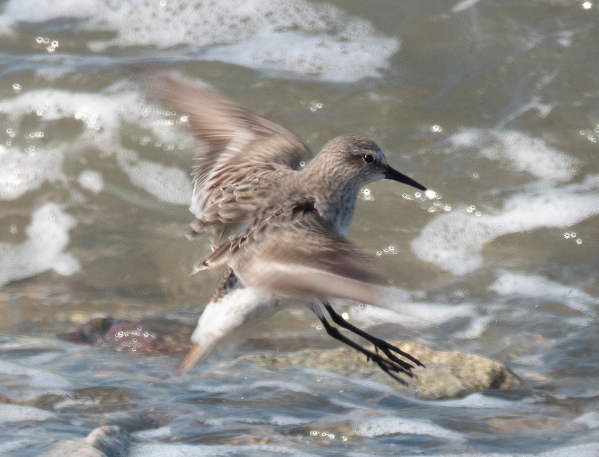 White-rumped Sandpiper - ML640694791