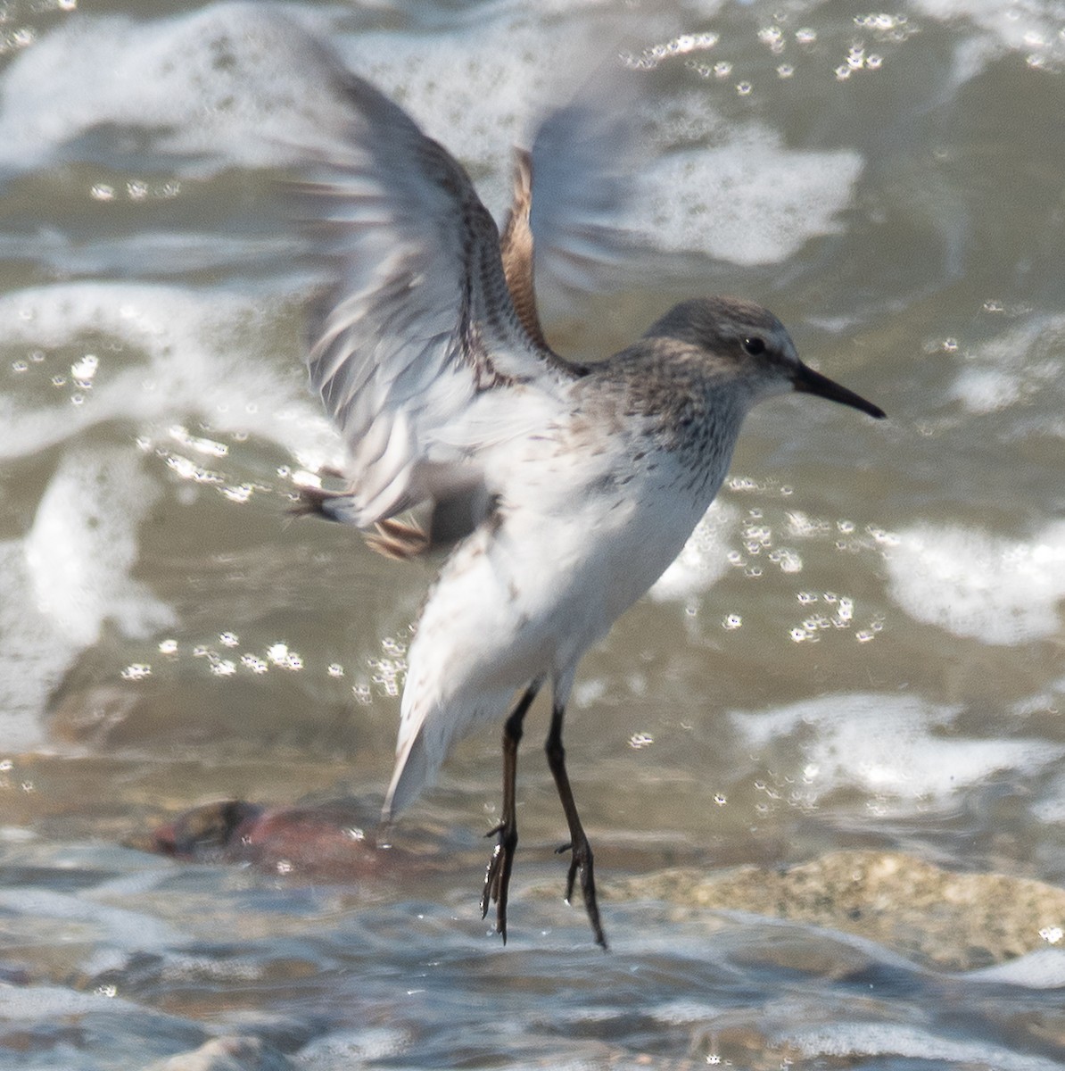 White-rumped Sandpiper - ML640694792