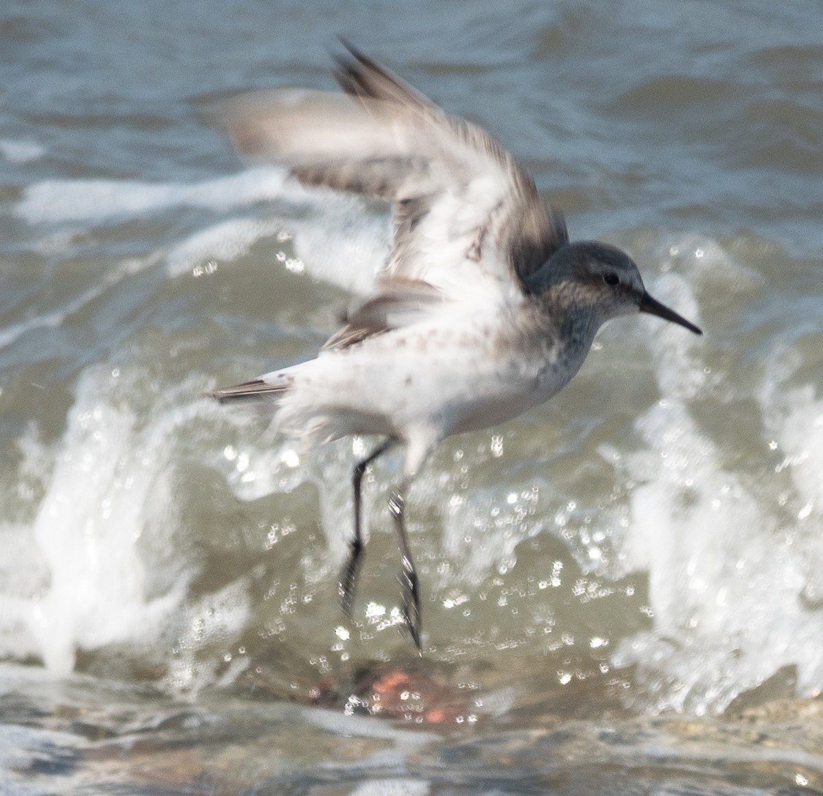 White-rumped Sandpiper - ML640694793