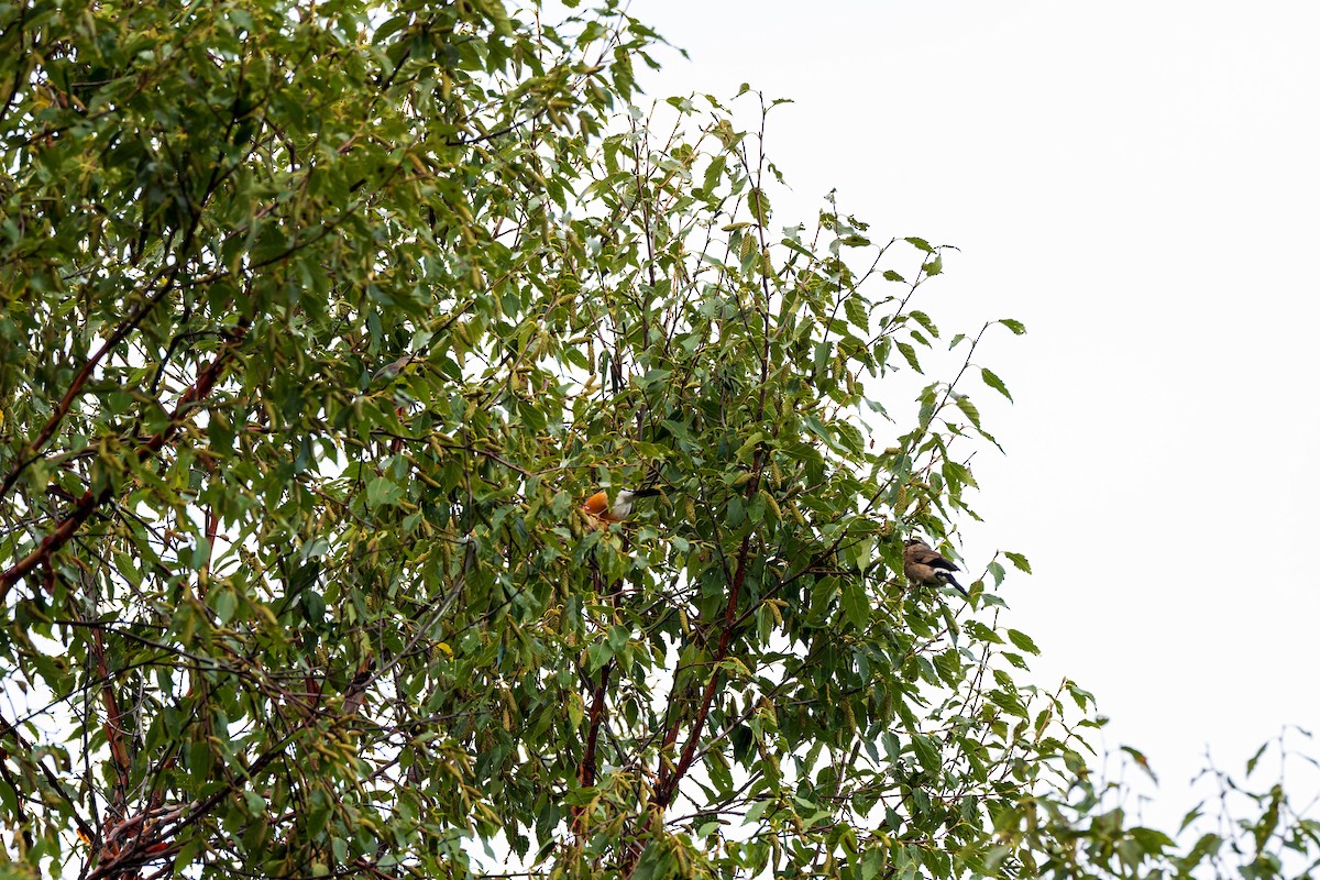 Camachuelo Cabecigrís - ML640694801