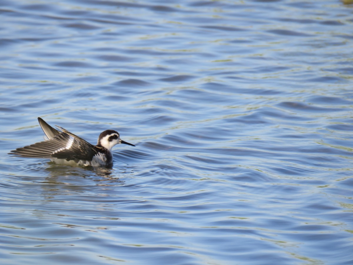 紅領瓣足鷸 - ML640694816
