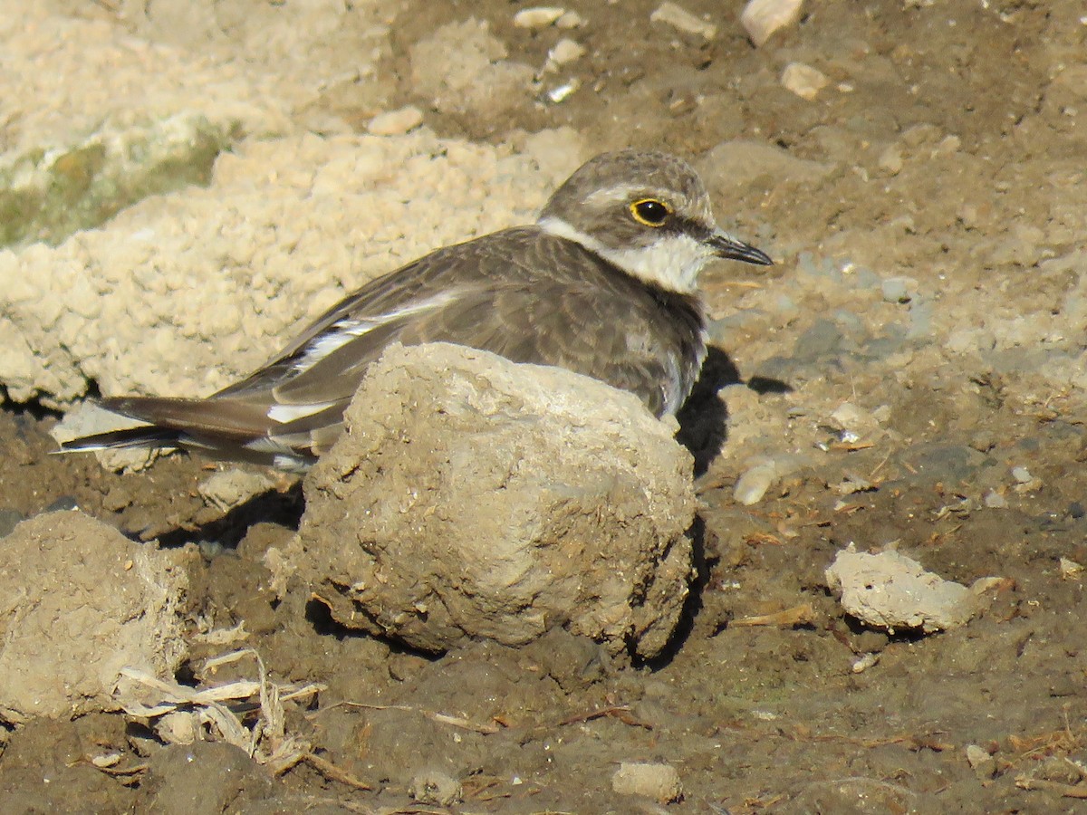 小環頸鴴 - ML640694857