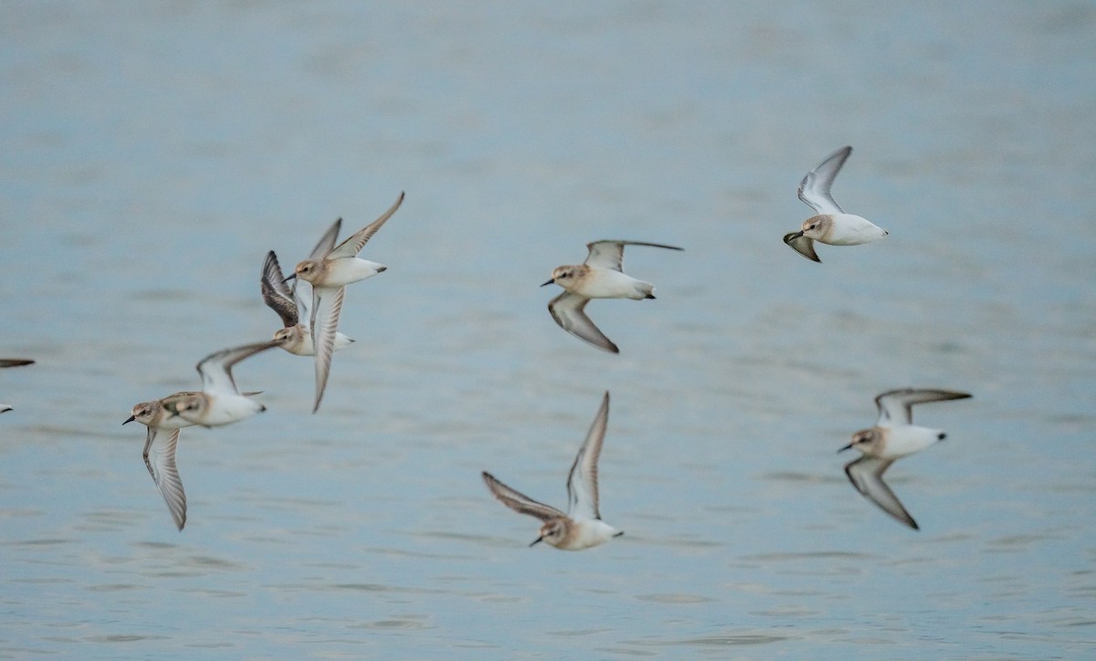Semipalmated Plover - ML640694907