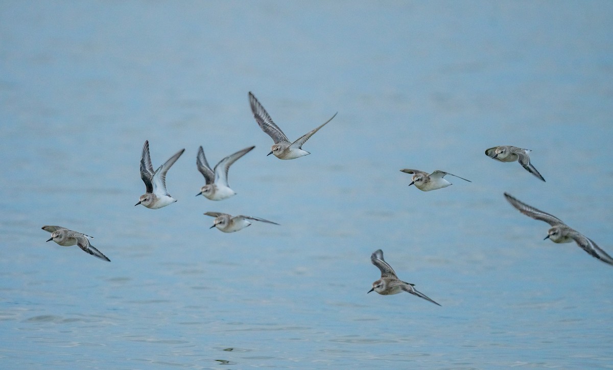 Semipalmated Plover - ML640694908