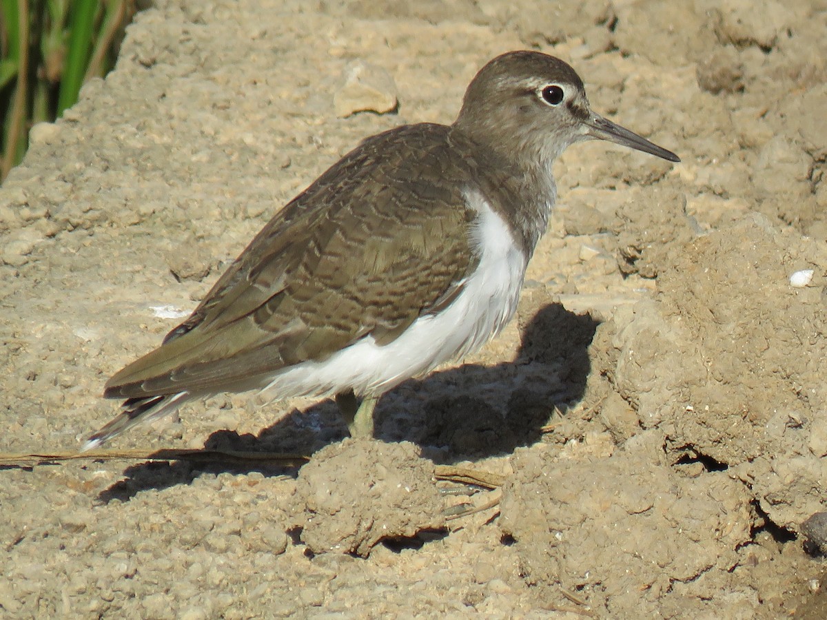 磯鷸 - ML640694912