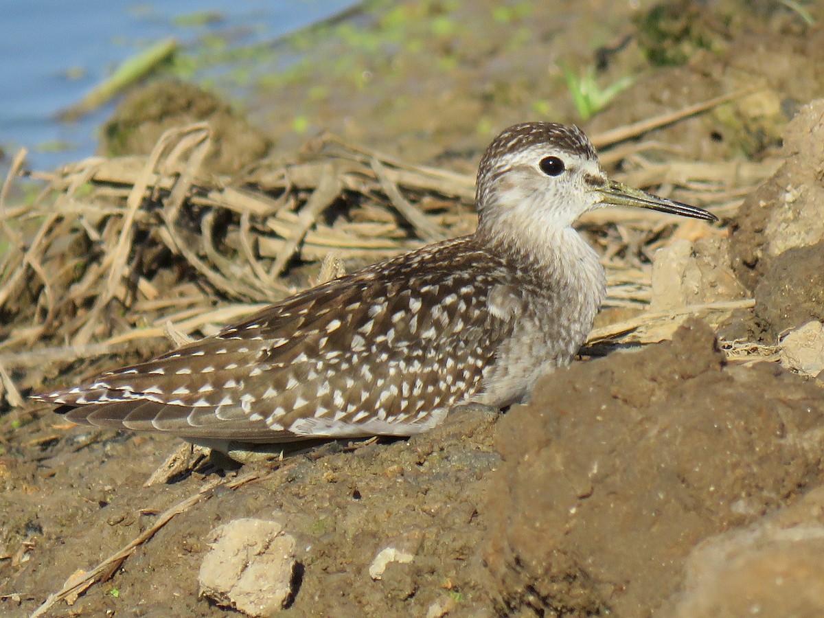 鷹斑鷸 - ML640694916