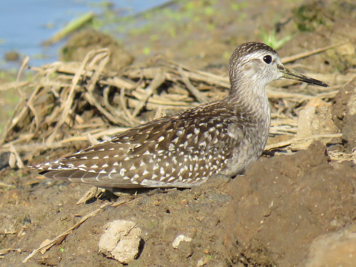 鷹斑鷸 - ML640694917