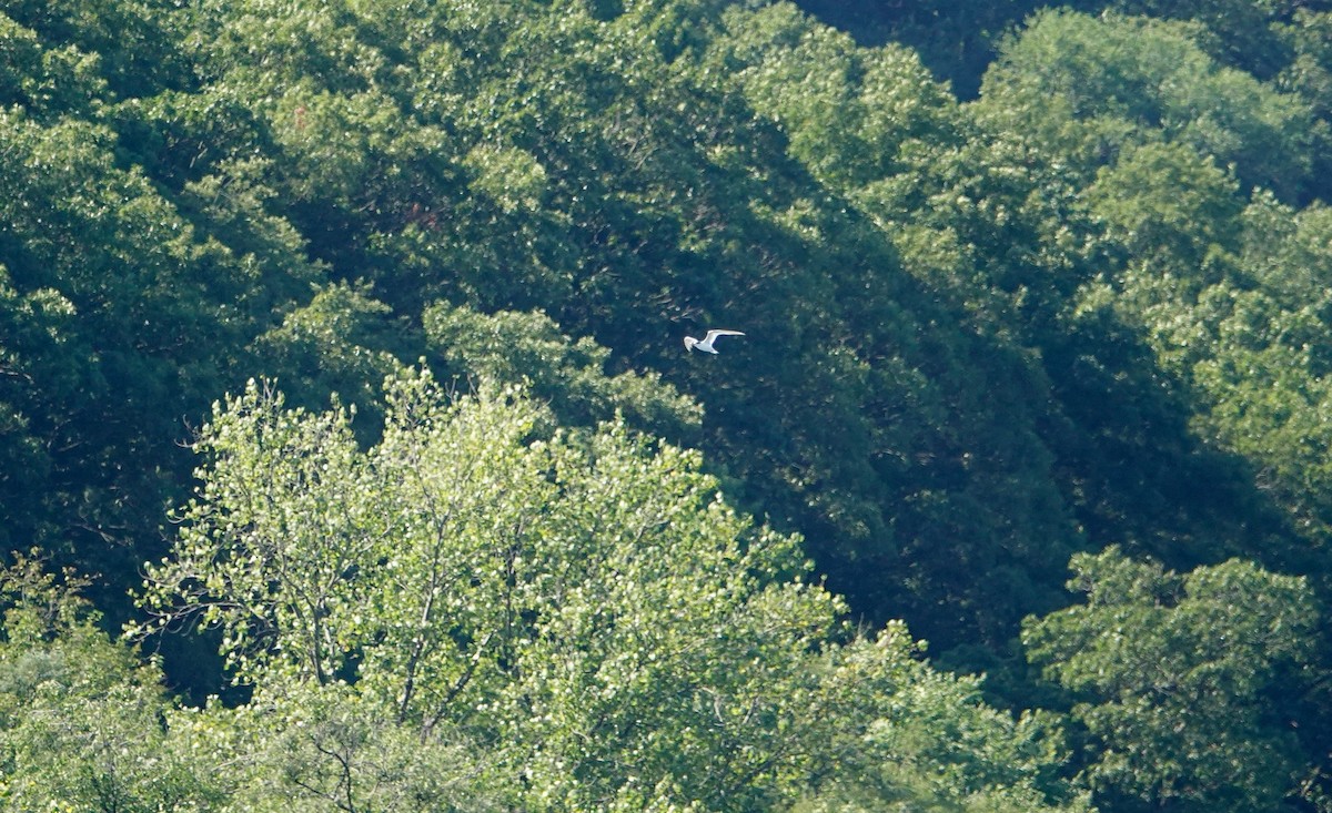 Forster's/Common Tern - ML640694937