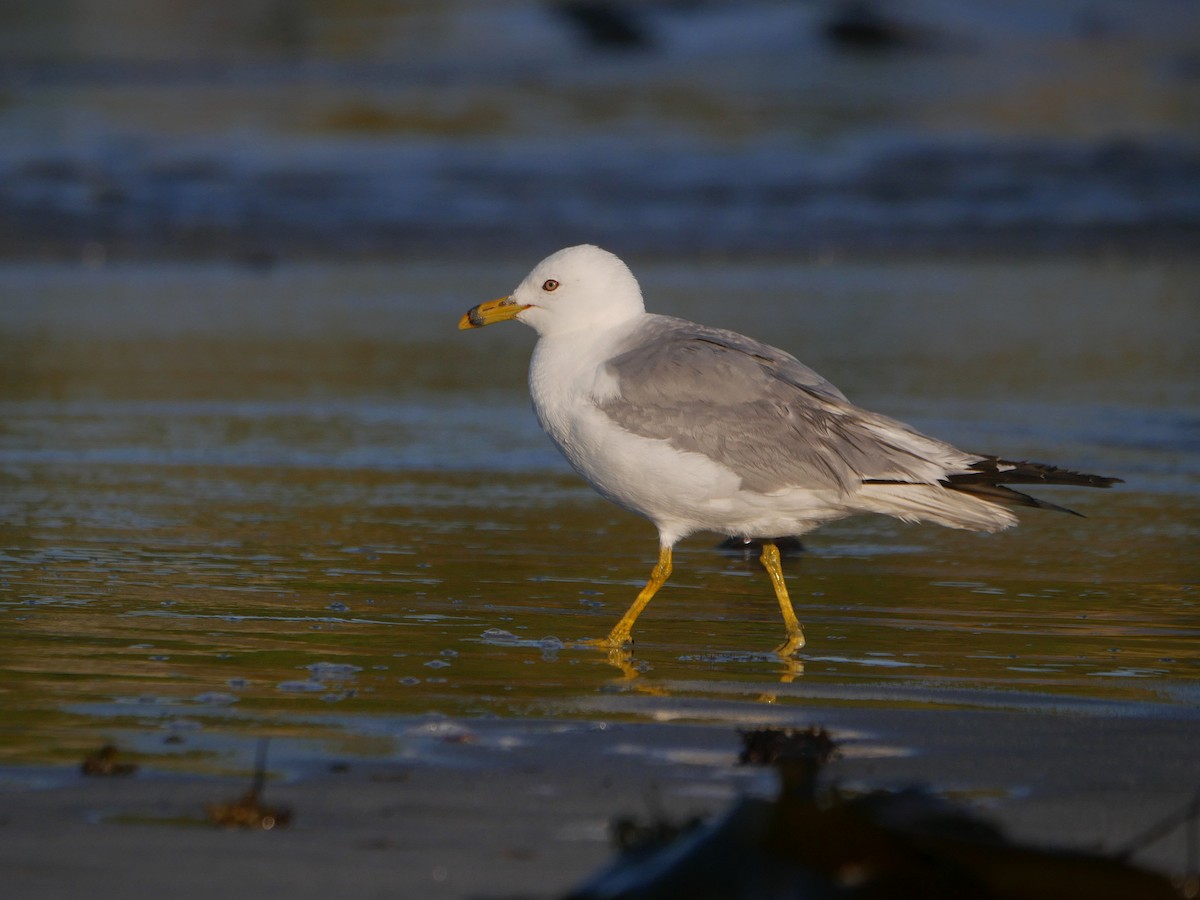 Ring-billed Gull - ML640695079