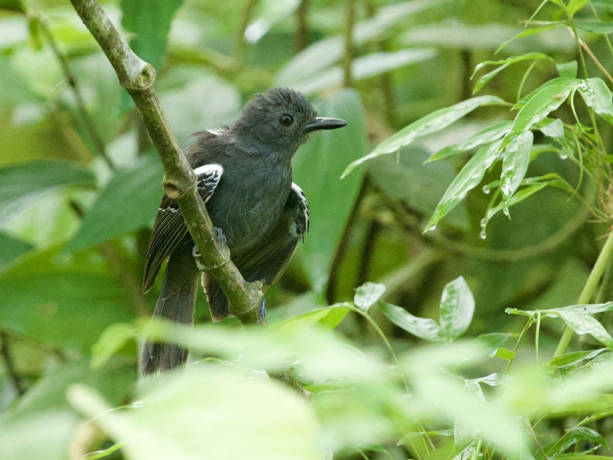 Dusky Antbird - ML640695082