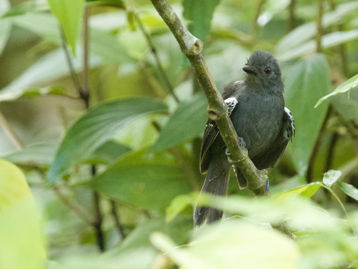 Dusky Antbird - ML640695083