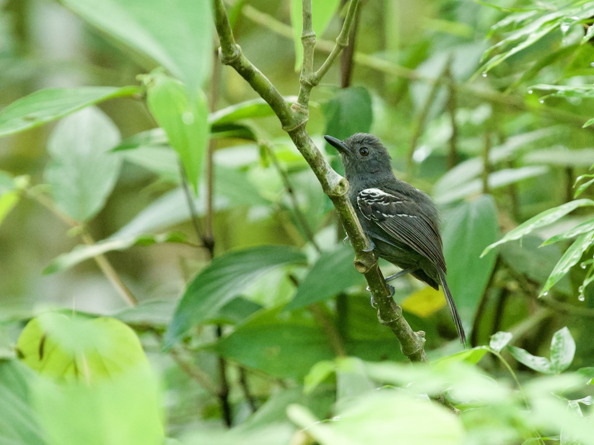 Dusky Antbird - ML640695084