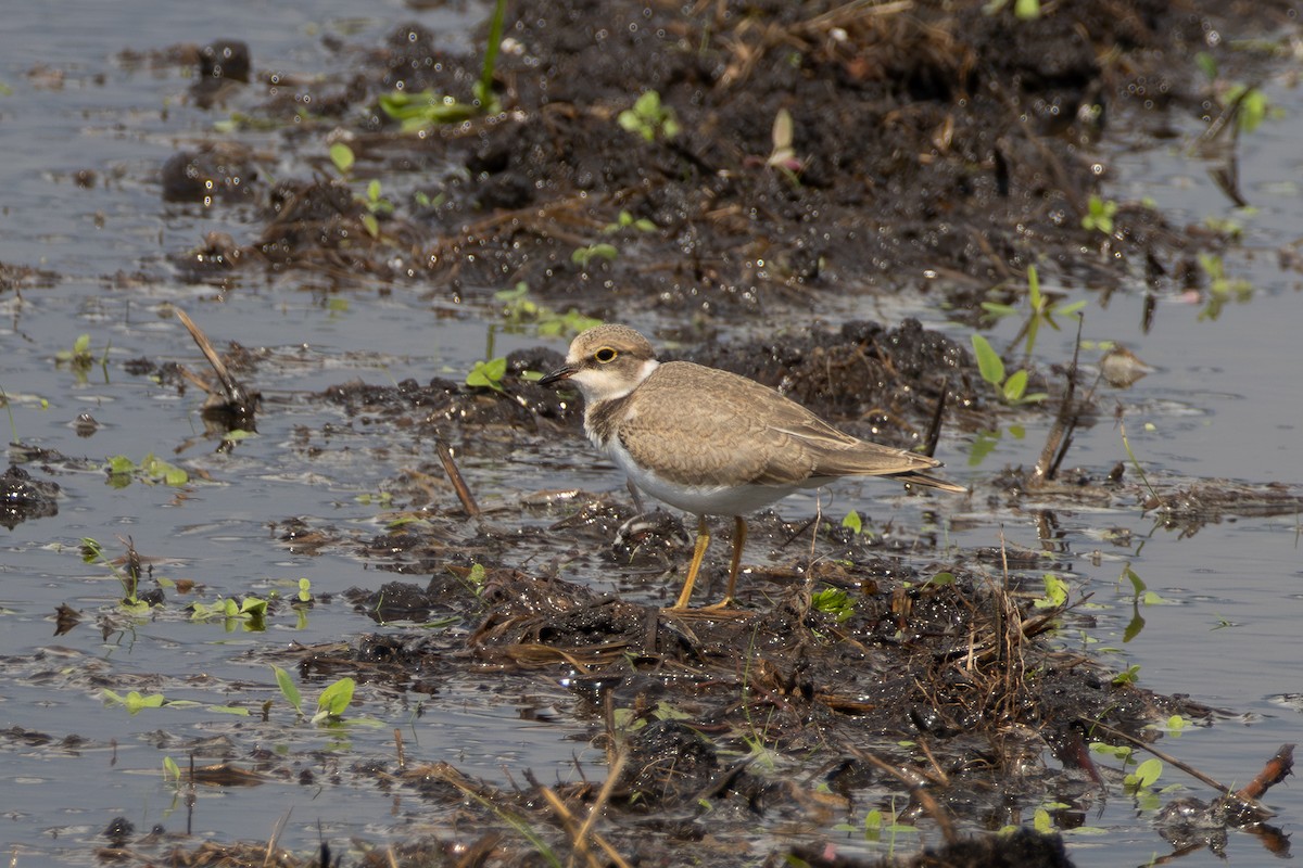 Little Ringed Plover - ML640695086