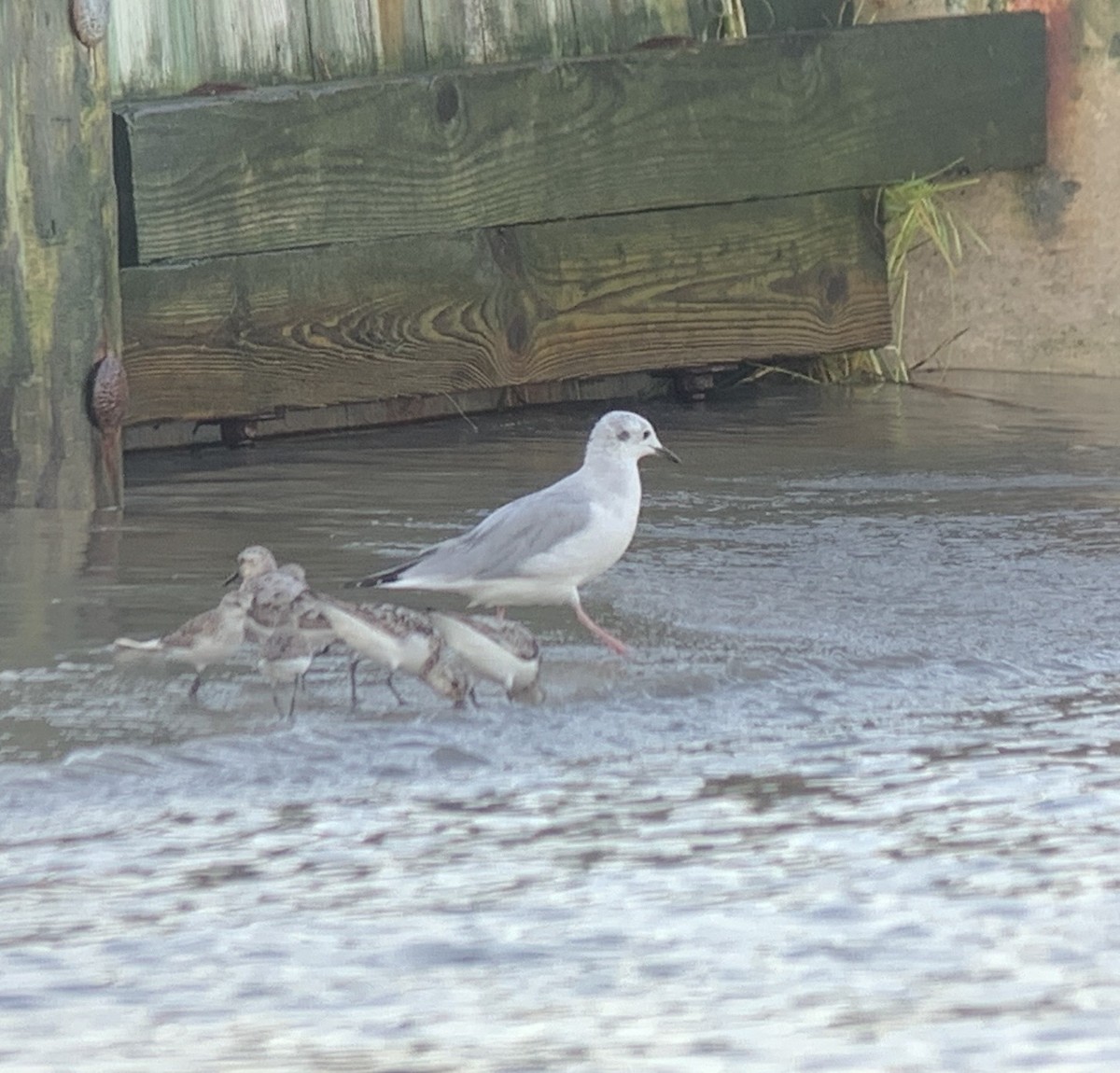 Bonaparte's Gull - ML640695104