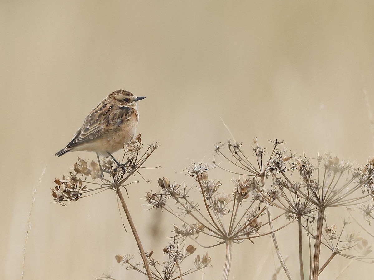 Whinchat - ML640695137