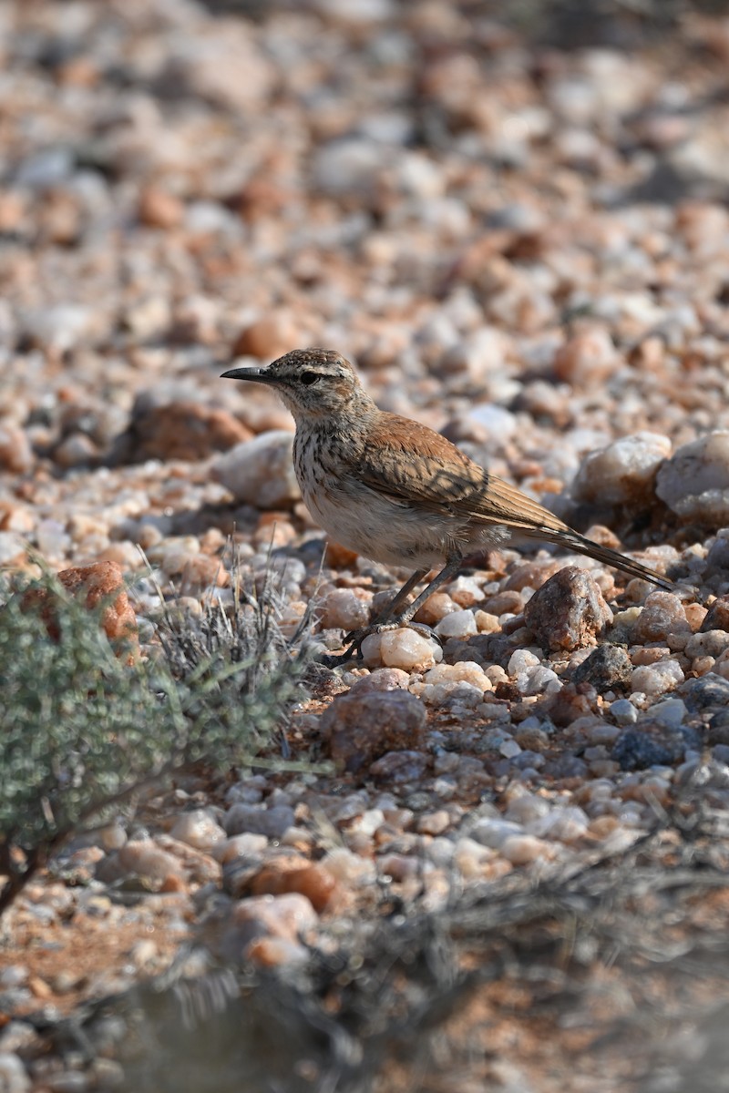 Karoo Long-billed Lark - ML640695175