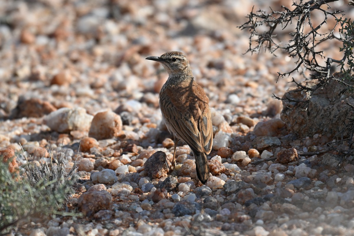 Karoo Long-billed Lark - ML640695176