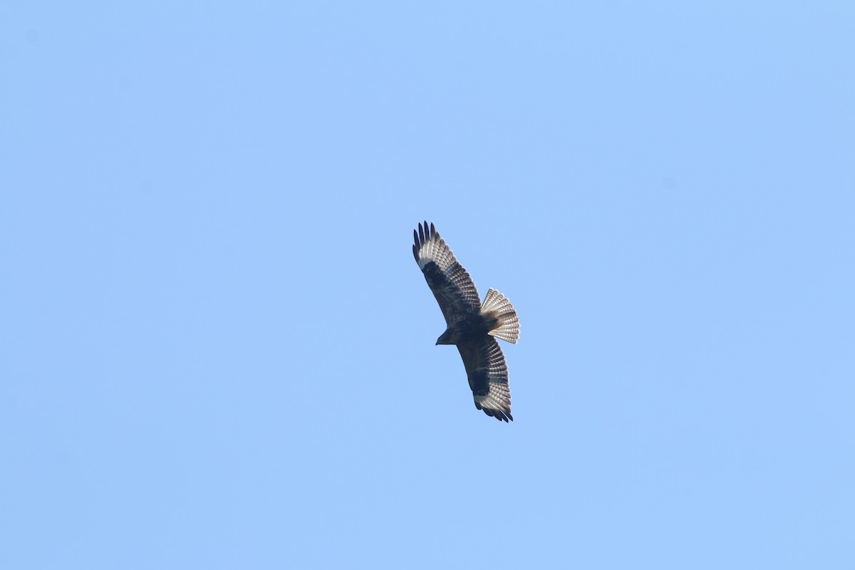 Mäusebussard (vulpinus/menetriesi) - ML640695199