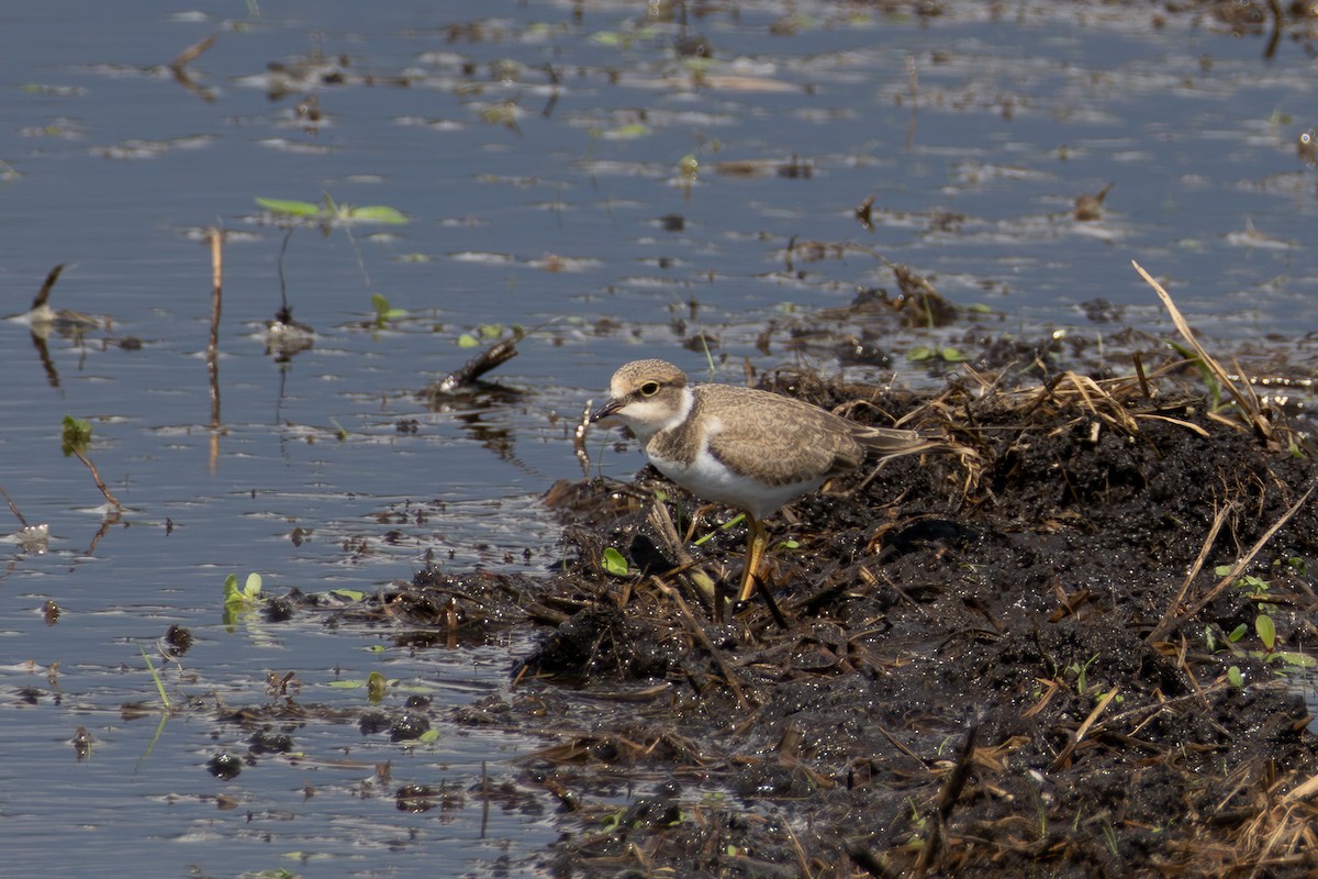 Little Ringed Plover - ML640695288