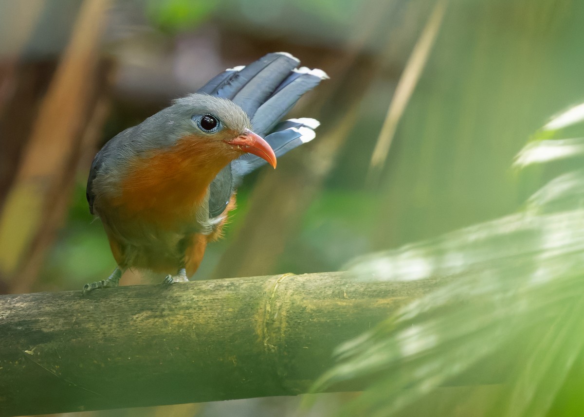 Red-billed Malkoha - ML640695292