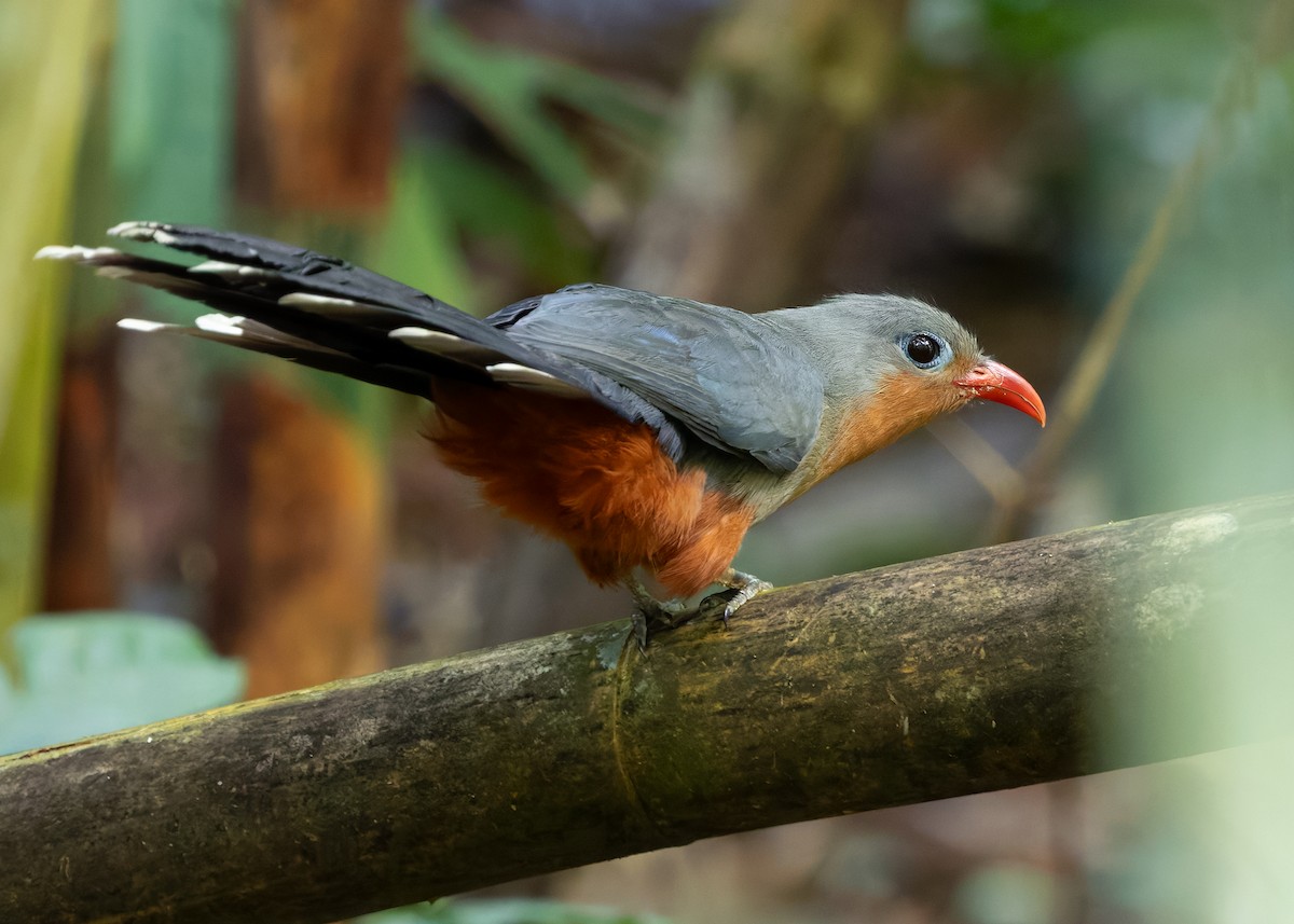 Red-billed Malkoha - ML640695293