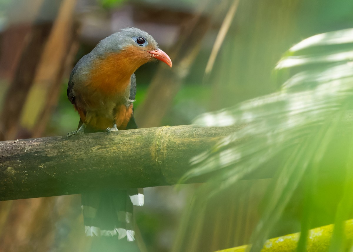 Red-billed Malkoha - ML640695294