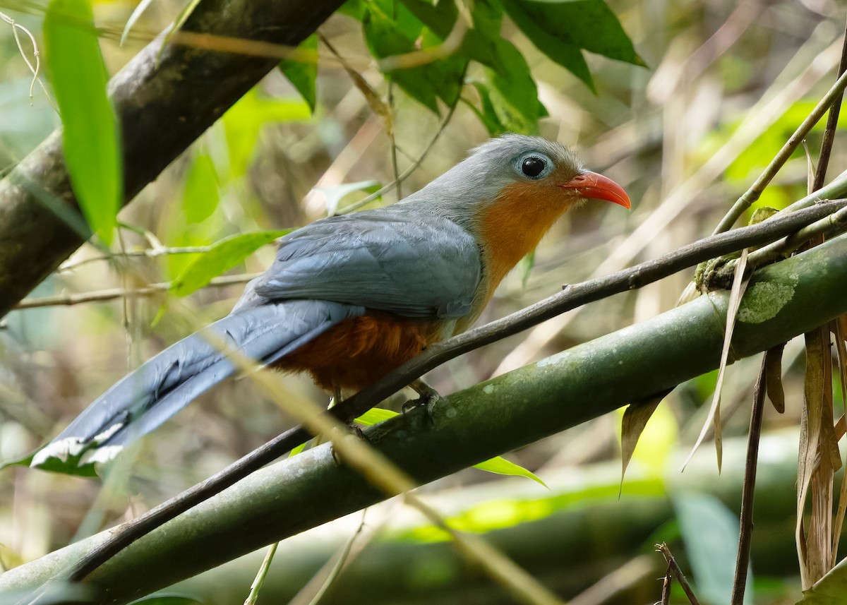 Red-billed Malkoha - ML640695295