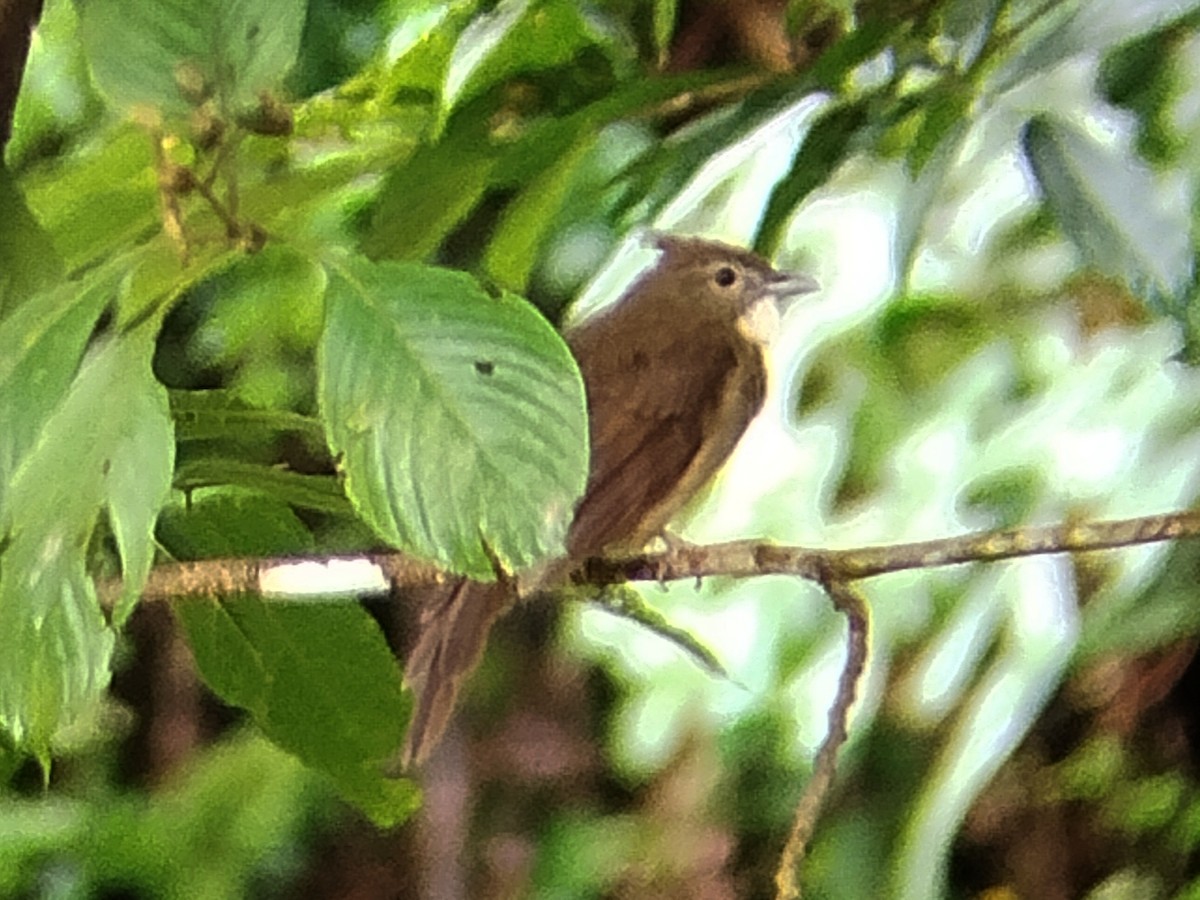 Ochraceous Bulbul - ML640695330